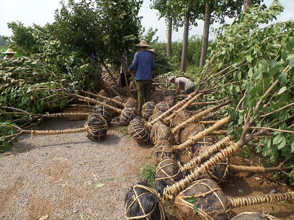 5公分櫻花裝車(chē)