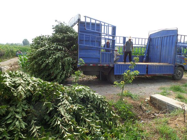 5公分櫻花裝車(chē)