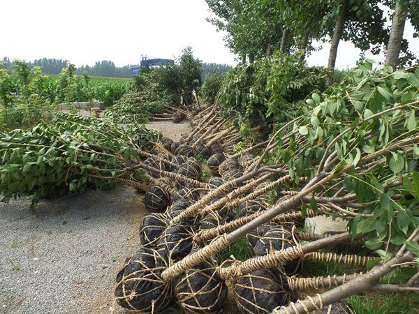 5公分櫻花裝車(chē)