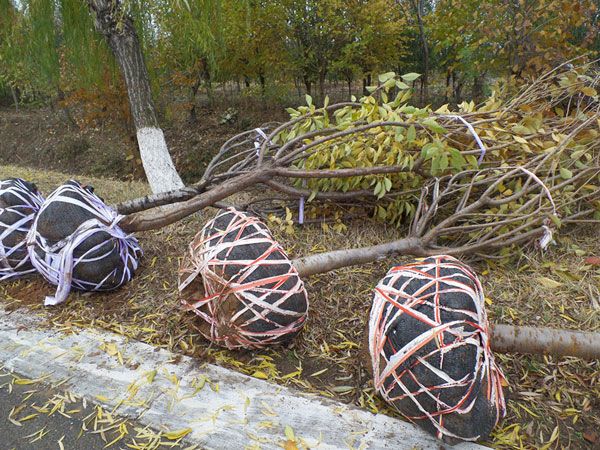 10公分櫻花裝車