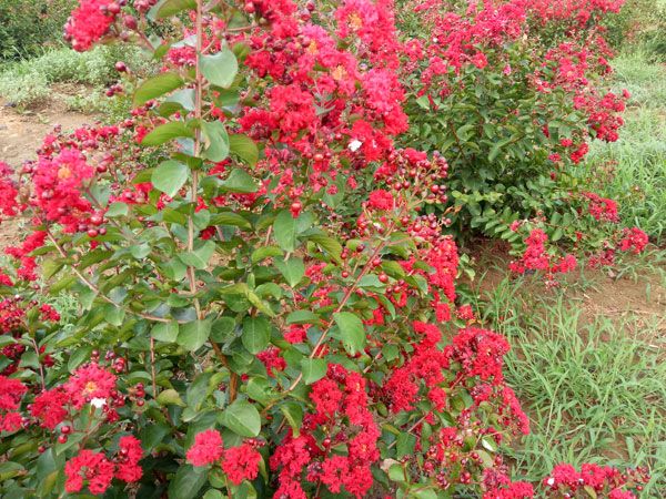 美國紅火箭紫薇