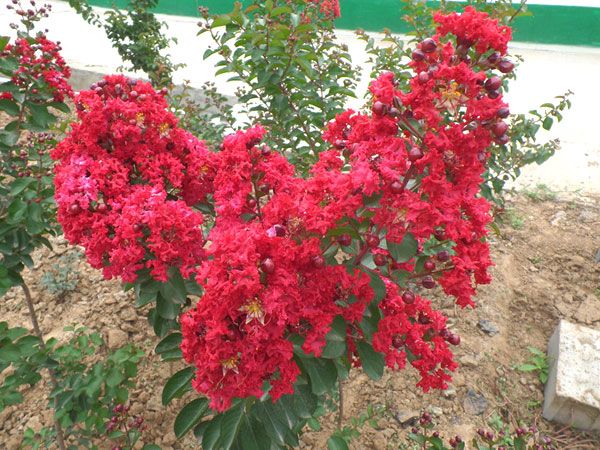 美國紅火箭紫薇