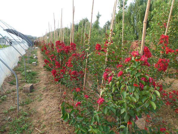 美國紅火箭紫薇