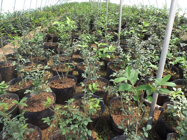 火焰衛(wèi)矛扦插