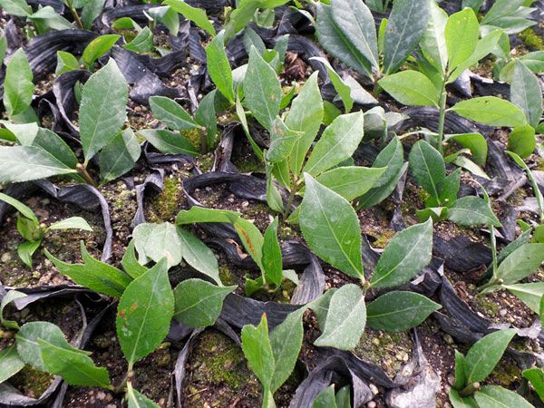 火焰衛(wèi)矛扦插