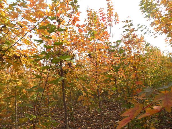 美國紅楓秋火焰