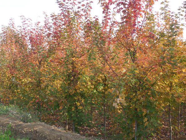 美國紅楓秋火焰