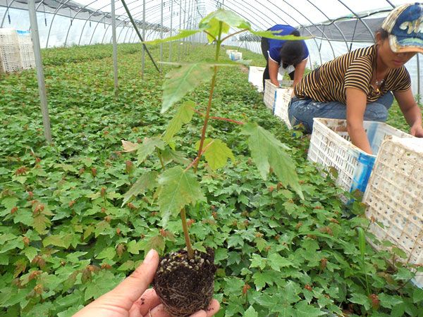 紅點紅楓扦插苗