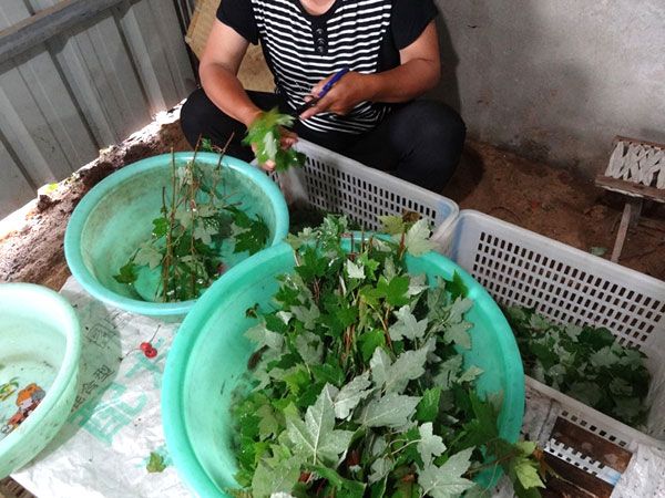 紅點紅楓扦插過程