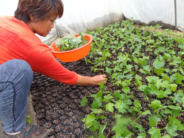 紅點紅楓扦插過程