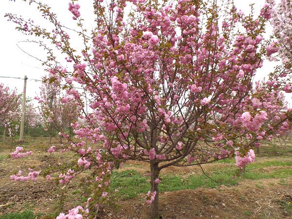 苗木種植土壤改良有哪些方法？