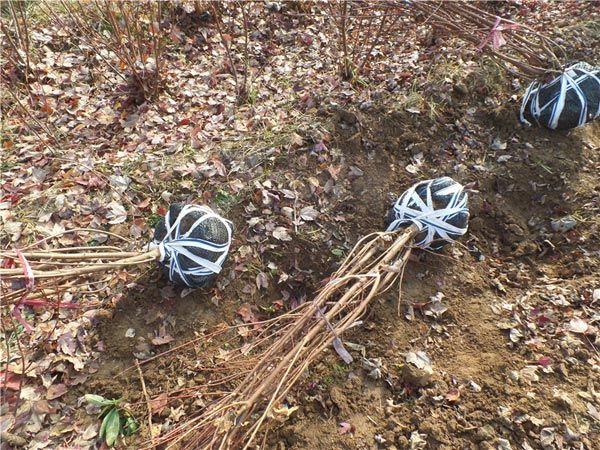 叢生紅點(diǎn)紅楓