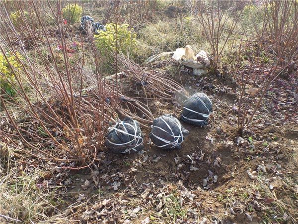 叢生紅點(diǎn)紅楓