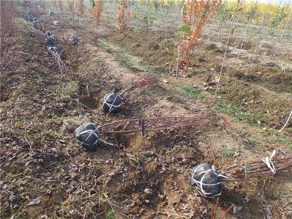 叢生紅點(diǎn)紅楓