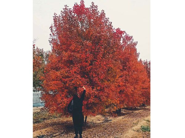 叢生紅點(diǎn)紅楓