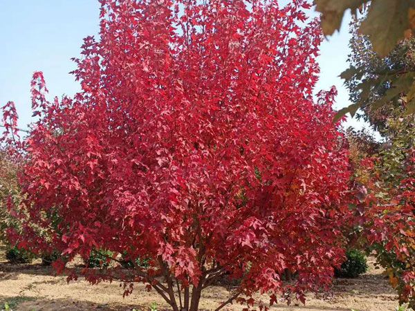 叢生紅點(diǎn)紅楓