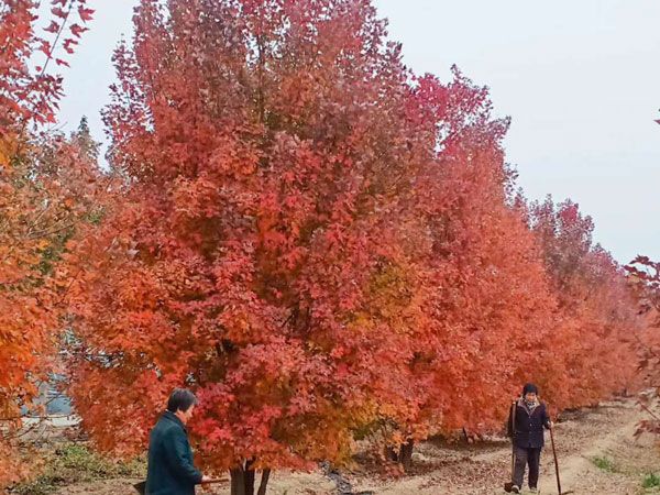 叢生紅點(diǎn)紅楓