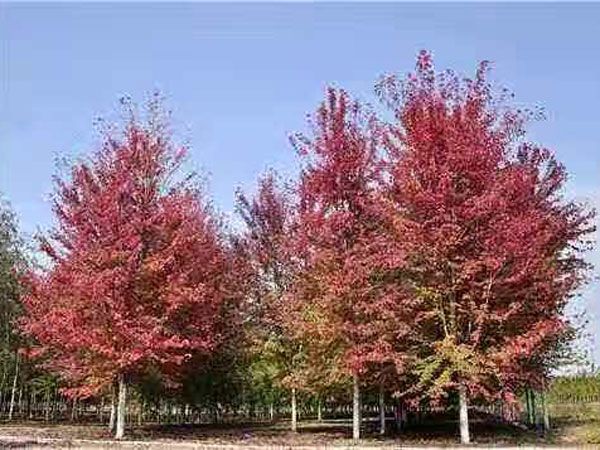 美國(guó)紅楓秋火焰