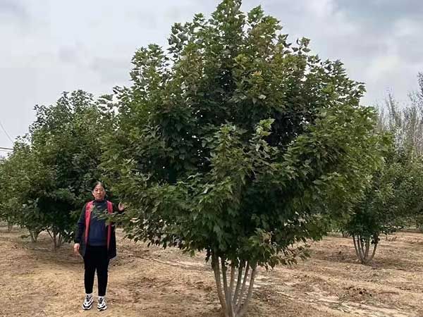 叢生美國(guó)紅楓